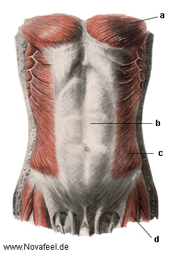 Bauchmuskulatur 1. Ebene