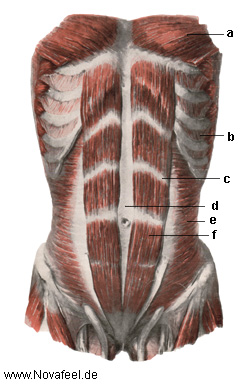Bauchmuskulatur 2. Ebene