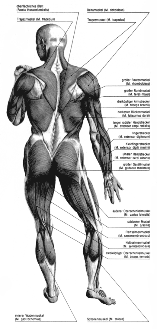 Anatomie Muskeln